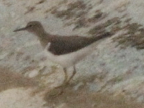 Common Sandpiper