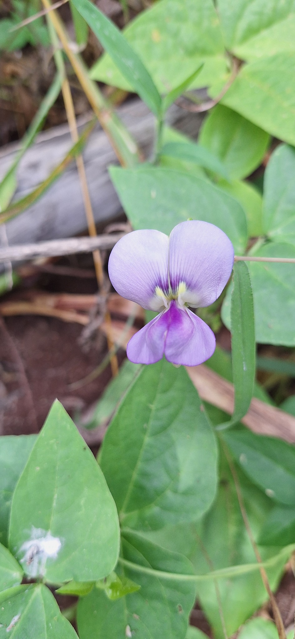 Vigna unguiculata