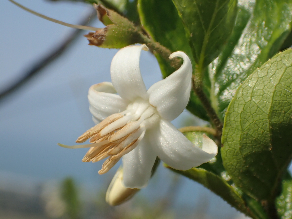 Styrax matsumurae