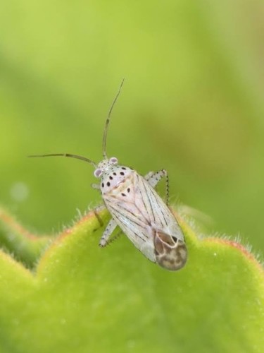 Jiwarli solanum · iNaturalist