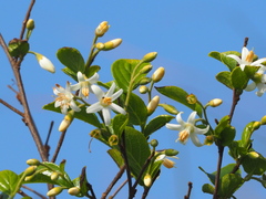Styrax matsumuraei