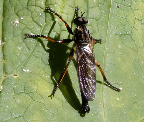 Unknown species found near Carbon County, MT, USA