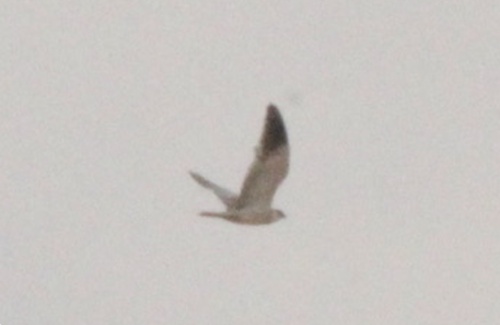Black-winged Kite