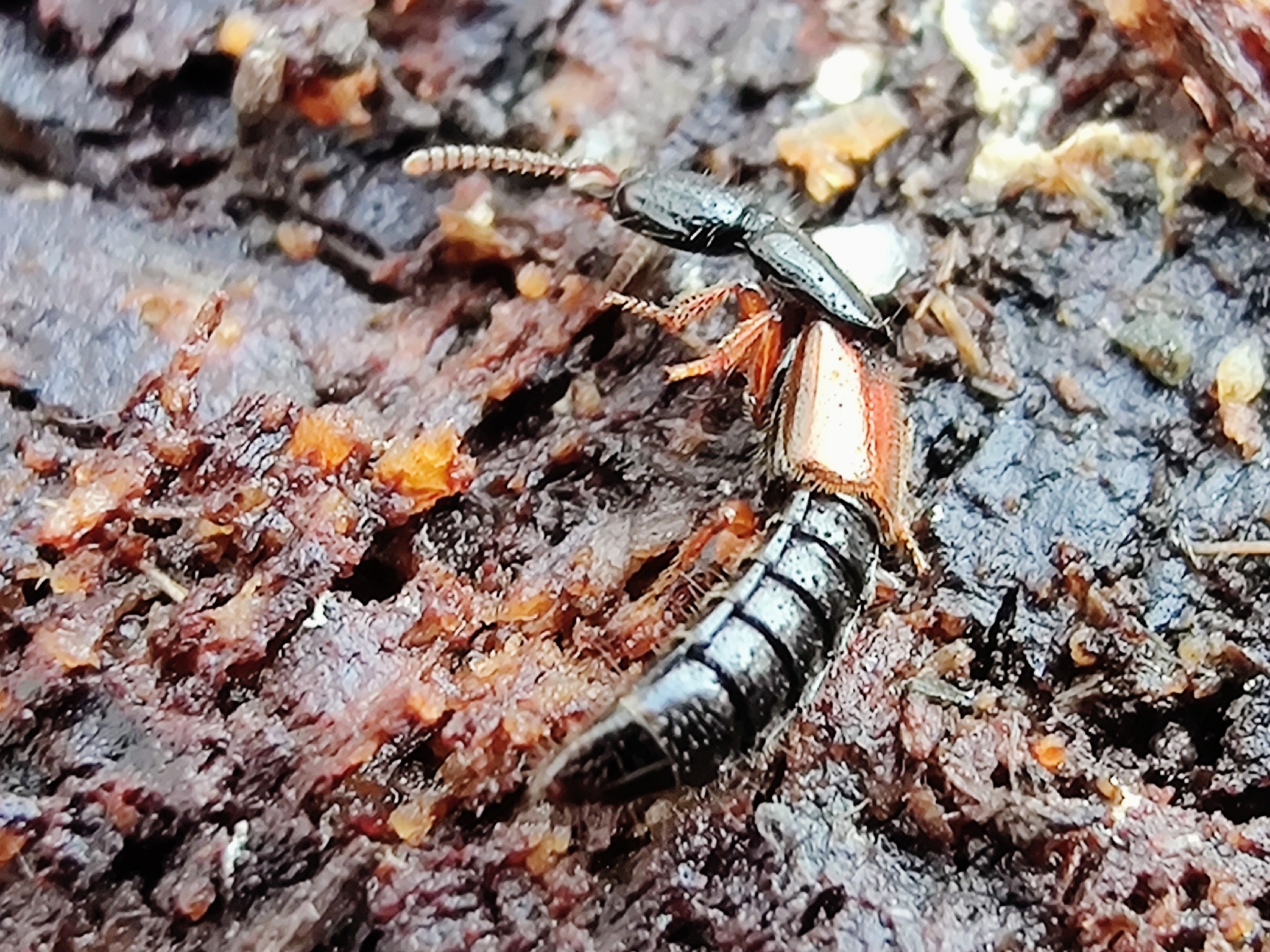 Nudobius lentus