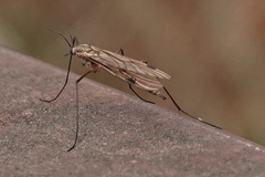 Cramptonomyia spenceri