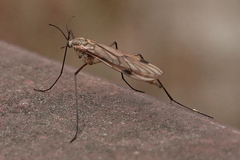 Cramptonomyia spenceri