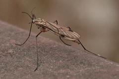 Cramptonomyia spenceri