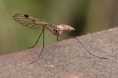 Cramptonomyia spenceri