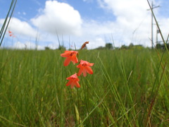 Tritonia disticha