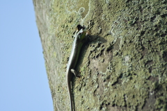 Dasia olivacea