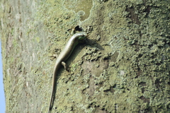 Dasia olivacea
