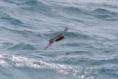 Procellaria parkinsoni