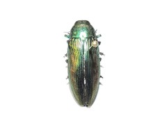 Eurythyrea aurata