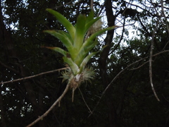 Tillandsia ionantha