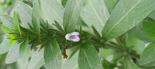 Yerba De Hicotea (Hygrophila costata)