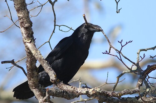 Common Raven photographed in Maine