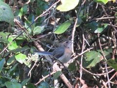 Granatellus venustus