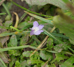 Mazus pumilio