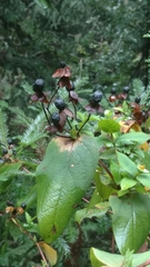 Hypericum androsaemum