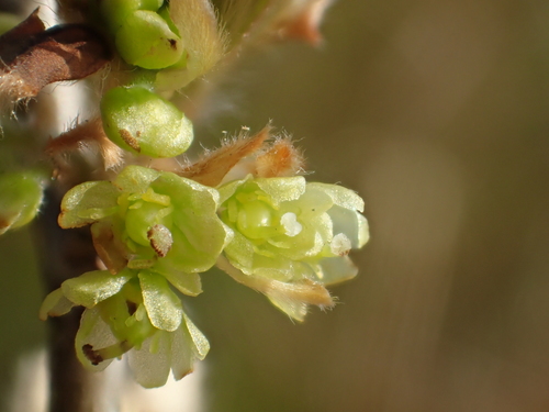 Image of Lindera glauca by no rights reserved