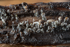 Trichoderma flavipes