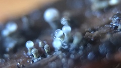 Trichoderma flavipes