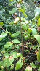 Hypericum androsaemum