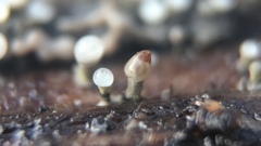 Trichoderma flavipes