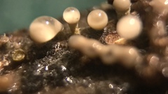 Trichoderma flavipes