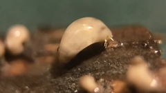 Trichoderma flavipes