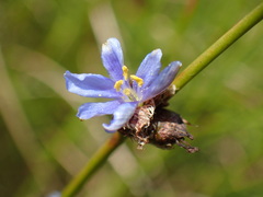 Aristea torulosa