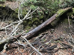 Trichoderma flavipes