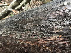 Trichoderma flavipes