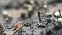 Trichoderma flavipes