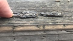 Trichoderma flavipes