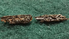 Trichoderma flavipes