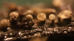 Trichoderma flavipes