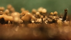 Trichoderma flavipes