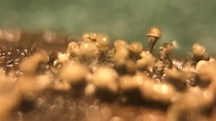 Trichoderma flavipes