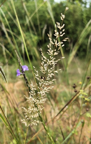 Eragrostis viscosa observed 2026-02-03