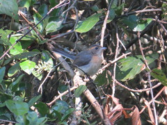 Granatellus venustus