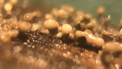 Trichoderma flavipes