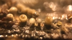 Trichoderma flavipes