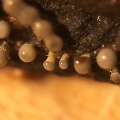 Trichoderma flavipes