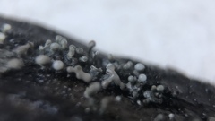 Trichoderma flavipes