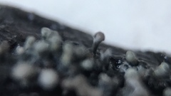 Trichoderma flavipes