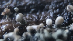Trichoderma flavipes