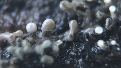 Trichoderma flavipes