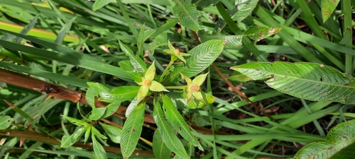Water primrose (Ludwigia elegans)