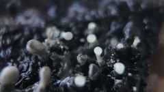 Trichoderma flavipes